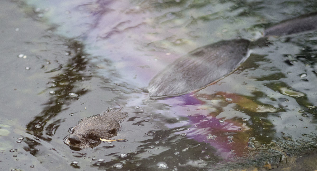 Otters